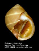 Polinices bifasciatus